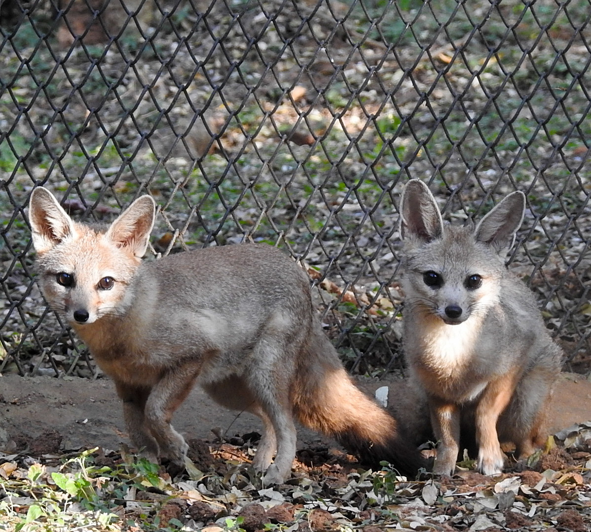 Bengal Fox